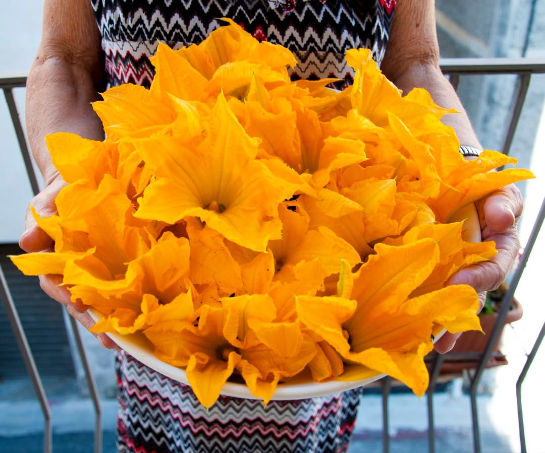 Fiori di zucca